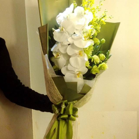 Lan hồ điệp mẫu 01