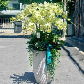 Lan hồ điệp mẫu 03