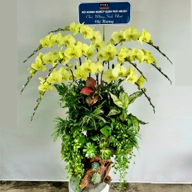 Lan hồ điệp mẫu 04