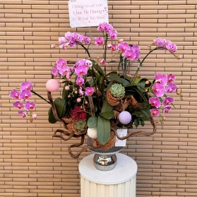 Lan hồ điệp mẫu 05