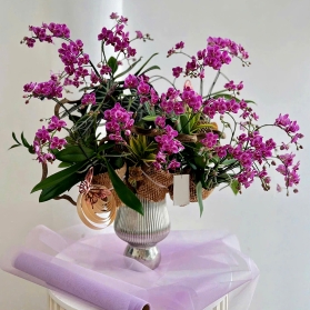 Lan hồ điệp mẫu 06