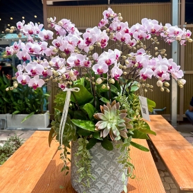 Lan hồ điệp mẫu 07