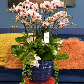 Lan hồ điệp mẫu 08