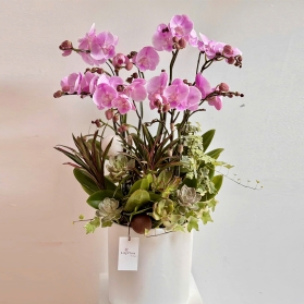 Lan hồ điệp mẫu 09