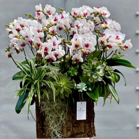 Lan hồ điệp mẫu 10