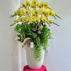 Lan hồ điệp mẫu 11