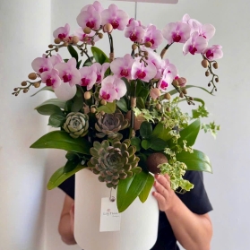 Lan hồ điệp mẫu 12