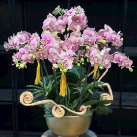 Lan hồ điệp mẫu 13