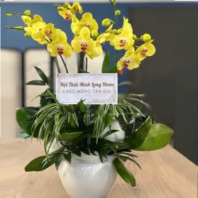 Lan hồ điệp mẫu 14