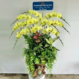 Lan hồ điệp mẫu 15