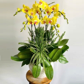 Lan hồ điệp mẫu 17