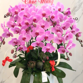 Lan hồ điệp mẫu 20