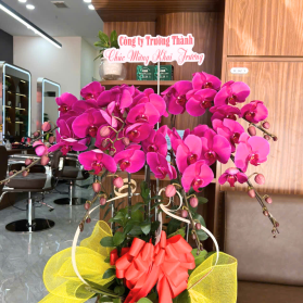 Lan hồ điệp mẫu 21