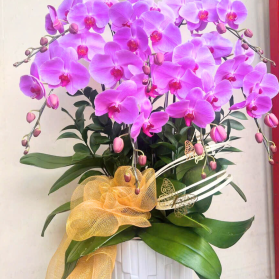 Lan hồ điệp mẫu 22