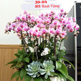 Lan hồ điệp mẫu 18