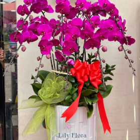 Lan hồ điệp mẫu 19