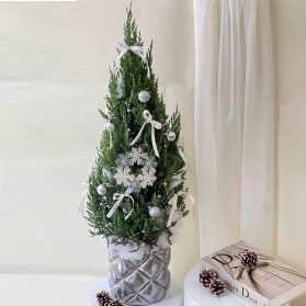 Thông noel mẫu 02