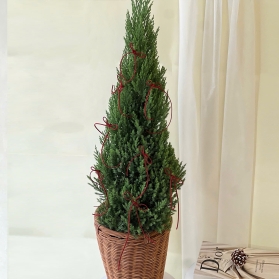 Thông noel mẫu 05