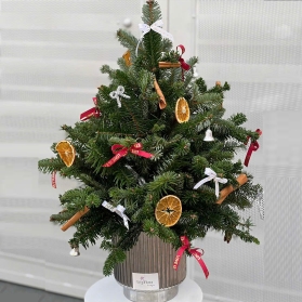 Thông noel mẫu 01