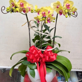 Lan hồ điệp mẫu 23