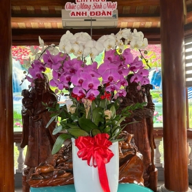 Lan hồ điệp mẫu 23 (1)