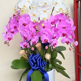 Lan hồ điệp mẫu 24