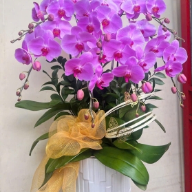 Lan hồ điệp mẫu 25